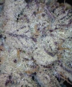 Peyote Purple - 5PACK