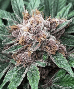 Pillow Talk - 6-pack