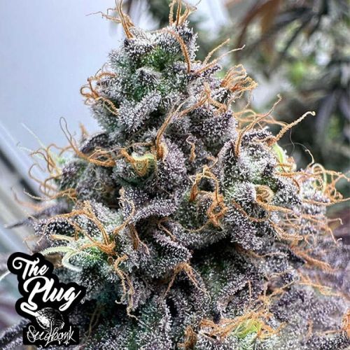 Pina Colada - 6-pack