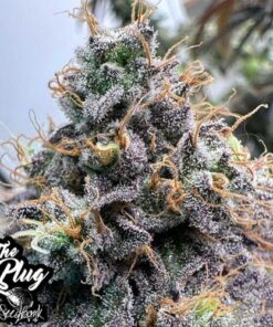 Pina Colada - 6-pack