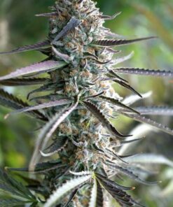 Pineapple Chem Auto - 5-pack