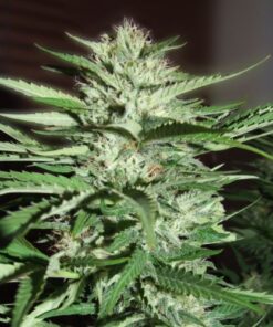 Pineapple Express - 5-pack