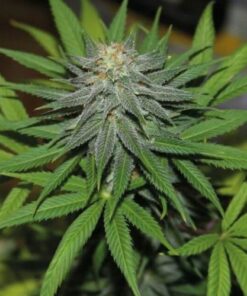 Pineapple Express Auto