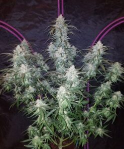 Pineapple Express Auto - 5-pack