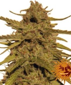 Pineapple Haze - 10PACK