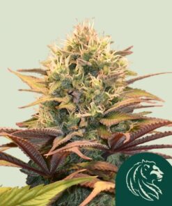 Pineapple Kush