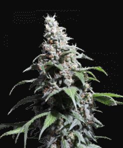 Pineapple Poison - 5-pack