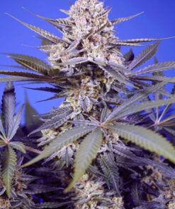 Pineapple Slush XL Auto - 5-pack