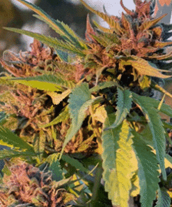 Pink Animal Crackers S1