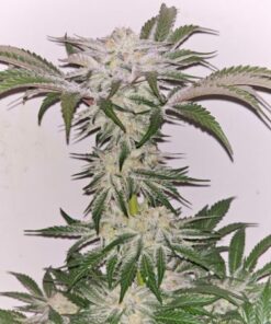 Pink Fritter - 6-pack