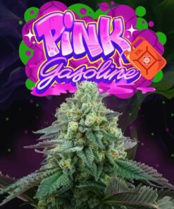 Pink Gasoline - 6-pack