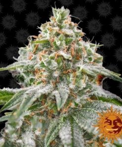 Pink Kush - 5PACK