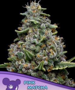 Pink Matcha Slush - 3-pack