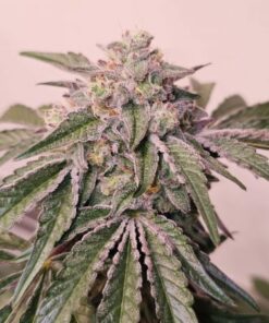 Pink Pie - 6-pack
