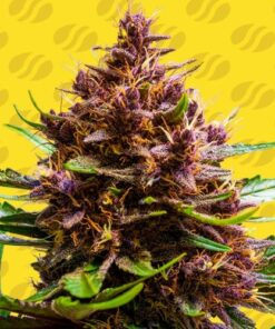 Pink Rozay x Strawberry Banana Auto - 5-pack