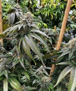 Planet Hulk S1 - 6-pack