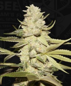 Planet Lemon - 6-pack