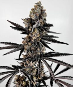 Planet Sherb - 6-pack