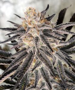 Platinum Gorilla - 3-pack