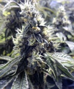 Platinum Valley - 5pack