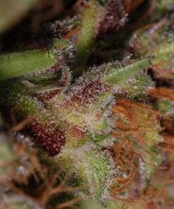 Plush Berry
