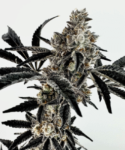 Poppin Fresh - 6-pack