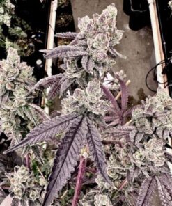 Porto Leche - 6-pack