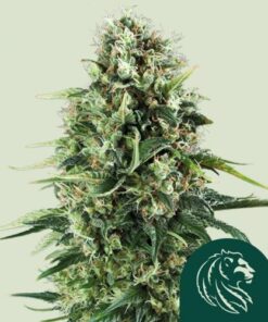 Power Flower