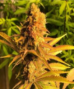 Problem Child F2 - 6PACK
