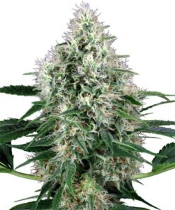 Pure Power Plant Autoflowering