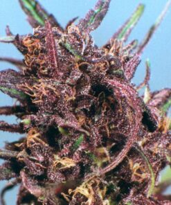 Purple #1