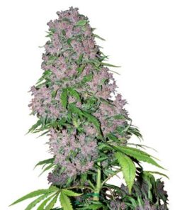 Purple Bud
