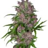 Purple Bud Automatic