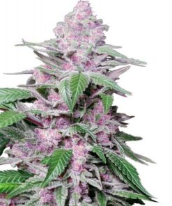 Purple Cookie Kush - 5-pack