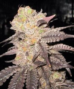 Purple Diesel - 6-pack