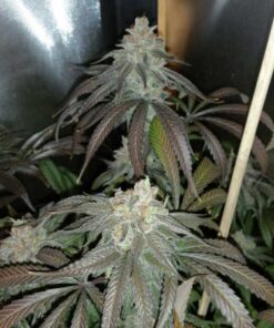 Purple Dragonfruit - 5-pack