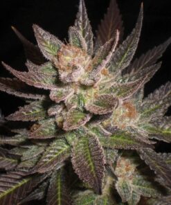 Purple Haze - 5-pack