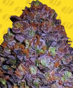 Purple Haze Auto - 5-pack