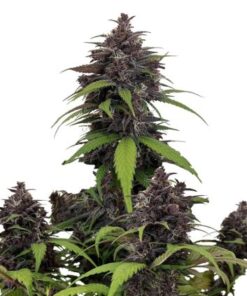 Purple Haze Auto - 5-pack