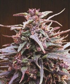 Purple Haze x Malawi - 5-pack