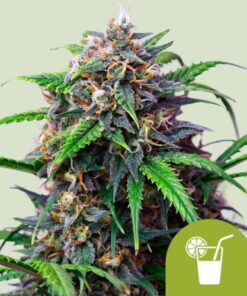 Purple Lemonade Auto