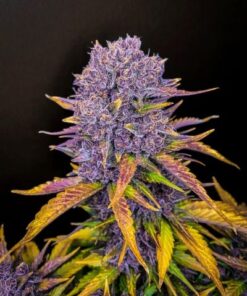 Purple Lemonade Auto