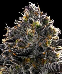 Purple Lobster - 5-pack