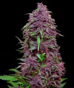 Purple Mazar Auto - 5-pack