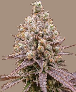 Purple OG Punch - 3-pack