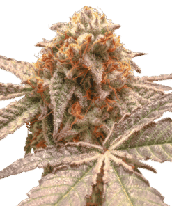 Purple OG Punch - 5-pack