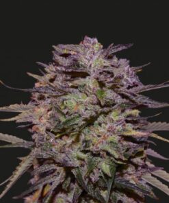 Purple Russian Express - 5PACK