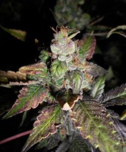 Purple Strawberry Bliss S1