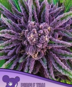Purple Thai