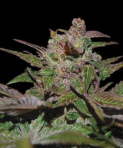 Purple Wreck Auto - 5-pack